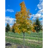Kép 1/3 - Acer platanoides 'Parkway'