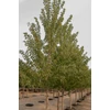 Kép 3/3 - Juhar vörös ősszel narancsvörös levelű - Acer rubrum 'Autumn Radiance' 125/150cm K7,5l
