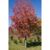 Kép 1/3 - Acer rubrum 'Autumn Radiance'