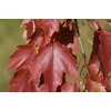 Kép 2/3 - Juhar vörös ősszel narancsvörös levelű - Acer rubrum 'Autumn Radiance' 125/150cm K7,5l