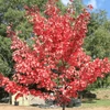 Kép 1/2 - Acer rubrum 'Fairview Flame'