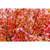 Kép 2/2 - Juhar vörös ősszel vöröslő lombszínű - Acer rubrum 'Fairview Flame' 300/350cm K20l