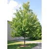 Kép 2/3 - Juhar vörös ősszel élénkvörös levelű - Acer rubrum 'October Glory' 80/100cm K4l