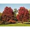 Kép 1/3 - Acer rubrum 'October Glory'