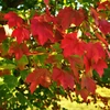 Kép 3/3 - Juhar vörös ősszel élénkvörös levelű - Acer rubrum 'October Glory' 80/100cm K4l