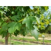 Kép 4/4 - Juhar vörös ősszel élénkvörös levelű - Acer rubrum 'Sun Valley' 125/150cm K7,5l
