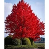 Kép 1/4 - Acer rubrum 'Sun Valley'