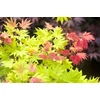 Kép 2/2 - Juhar japán törpe - Acer shirasawanum 'Moonshine' 60/80cm T50cm K9,5l
