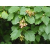 Kép 3/5 - Juhar tatár - Acer tataricum 125/150cm K5l