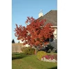 Kép 4/5 - Juhar tatár - Acer tataricum 125/150cm K5l