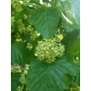 Kép 5/5 - Juhar tatár - Acer tataricum 125/150cm K5l