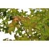 Kép 1/2 - Acer x zoeschense 'Annae'