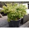 Kép 2/2 - Juhar japán törpe zöld-vörös levelű - Acer palmatum 'Little Princess' 40/60cm K3l
