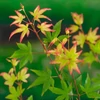 Kép 1/2 - Acer palmatum 'Little Princess'