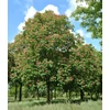 Kép 1/3 - Aesculus carnea 'Briotti'