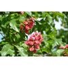 Kép 3/3 - Vadgesztenye vörös virágú - Aesculus carnea 'Briotti' 200/250cm TK8/10cm K40l