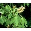 Kép 1/2 - Aesculus flava