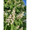 Kép 4/4 - Vadgesztenye közönséges - Aesculus hippocastanum 200/250cm TK10/12cm K20l