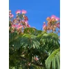 Kép 2/4 - Selyemakác - Albizia julibrissin 100/125cm K5l
