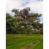 Kép 3/4 - Selyemakác - Albizia julibrissin 100/125cm K5l
