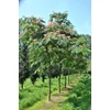 Kép 2/3 - Selyemakác - Albizia julibrissin 'Ombrella' 150/175cm K7,5l