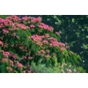 Kép 3/3 - Selyemakác - Albizia julibrissin 'Ombrella' 150/175cm K7,5l