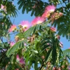 Kép 1/3 - Albizia julibrissin 'Ombrella'