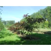 Kép 2/4 - Selyemakác vörös levelű - Albizia julibrissin 'Summer Chocolate' 40/60cm K2l