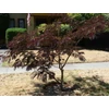 Kép 4/4 - Selyemakác vörös levelű - Albizia julibrissin 'Summer Chocolate' 40/60cm K2l