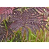 Kép 1/4 - Albizia julibrissin 'Summer Chocolate'