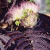 Kép 3/4 - Selyemakác vörös levelű - Albizia julibrissin 'Summer Chocolate' 40/60cm K2l