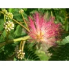 Kép 1/4 - Albizia julibrissin