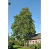 Kép 1/2 - Alnus cordata