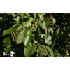 Kép 2/2 - Éger olasz szívlevelű - Alnus cordata 100/150cm K10,5l