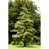 Kép 2/3 - Éger enyves szeldelt levelű - Alnus glutinosa 'Imperialis' 150/200cm K15l