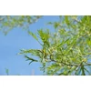 Kép 1/3 - Alnus glutinosa 'Imperialis'