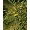 Kép 3/3 - Éger enyves szeldelt levelű - Alnus glutinosa 'Imperialis' 150/200cm K15l
