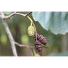Kép 2/3 - Éger enyves - Alnus glutinosa 'Rubrinervia' 200/250cm K5l