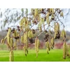 Kép 3/3 - Éger enyves - Alnus glutinosa 'Rubrinervia' 200/250cm K5l