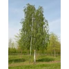 Kép 1/4 - Betula pendula