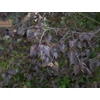Kép 2/3 - Nyírfa bordó levelű - Betula pendula 'Royal Frost' 150/175cm K10,5l