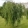 Kép 3/4 - Nyírfa törpe csüngő - Betula pendula 'Youngii' 350/400cm TK8/10 K50l