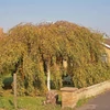 Kép 2/4 - Nyírfa törpe csüngő - Betula pendula 'Youngii' 350/400cm TK8/10 K50l