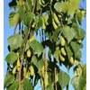 Kép 4/4 - Nyírfa törpe csüngő - Betula pendula 'Youngii' 350/400cm TK8/10 K50l