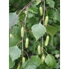 Kép 3/4 - Nyírfa bibircses csüngő - Betula pendula 200/250cm TK6/8 K10l