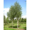 Kép 2/5 - Nyírfa himalájai - Betula utilis 'Doorenbos' cm 200/250cm K5l