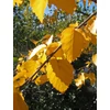 Kép 4/5 - Nyírfa himalájai - Betula utilis 'Jacquemontii' 175/200cm TK6/8 K7,5l