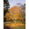 Kép 5/5 - Nyírfa himalájai - Betula utilis 'Jacquemontii' 175/200cm TK6/8 K7,5l