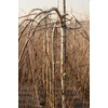 Kép 2/3 - Nyírfa himalájai csüngő - Betula utilis 'Long Trunk' 175/200cm T160cm TK4/6cm K20l