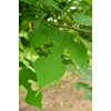 Kép 4/4 - Papíreperfa kínai - Broussonetia papyrifera 100/150cm K5l